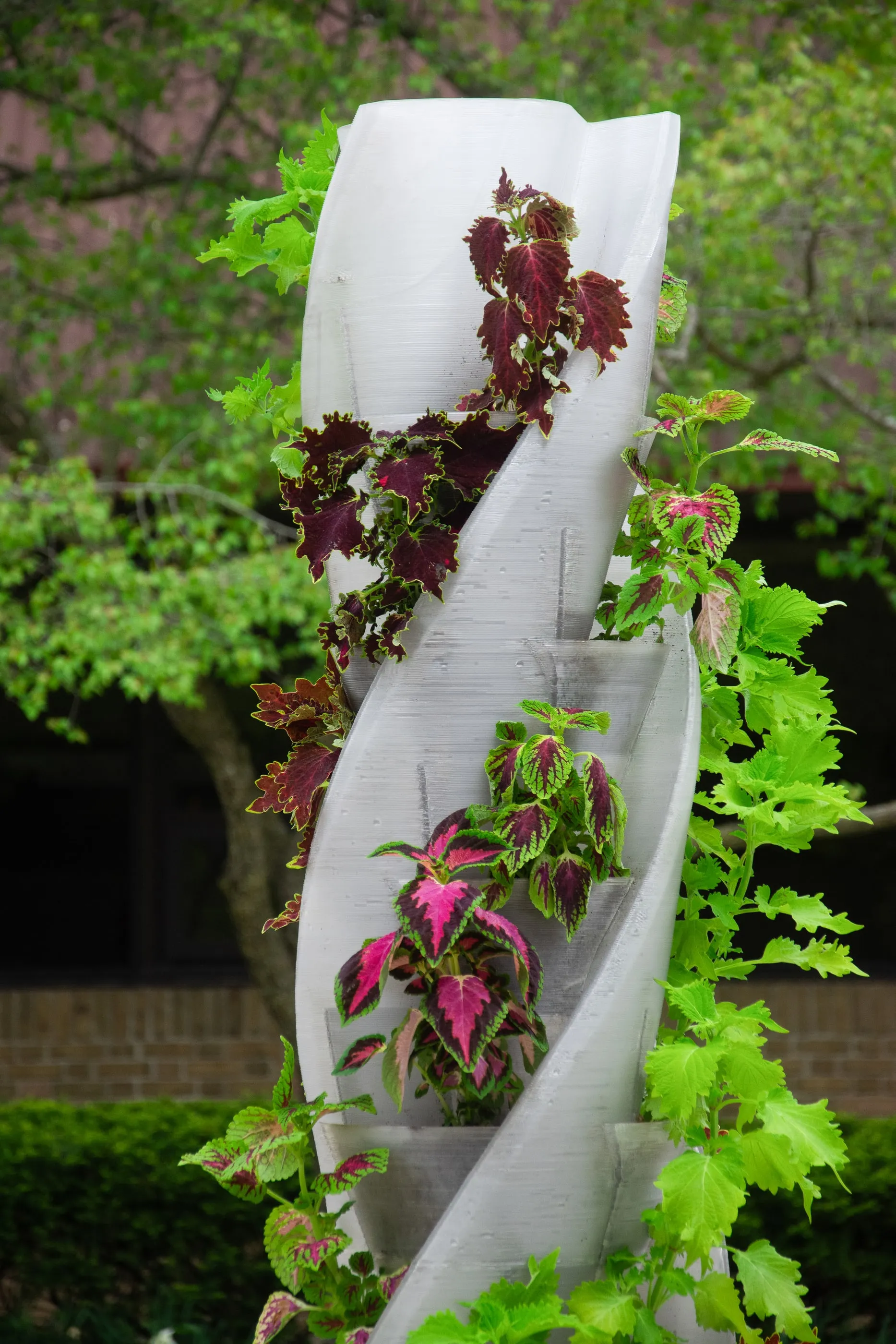 Plant pods along the helix