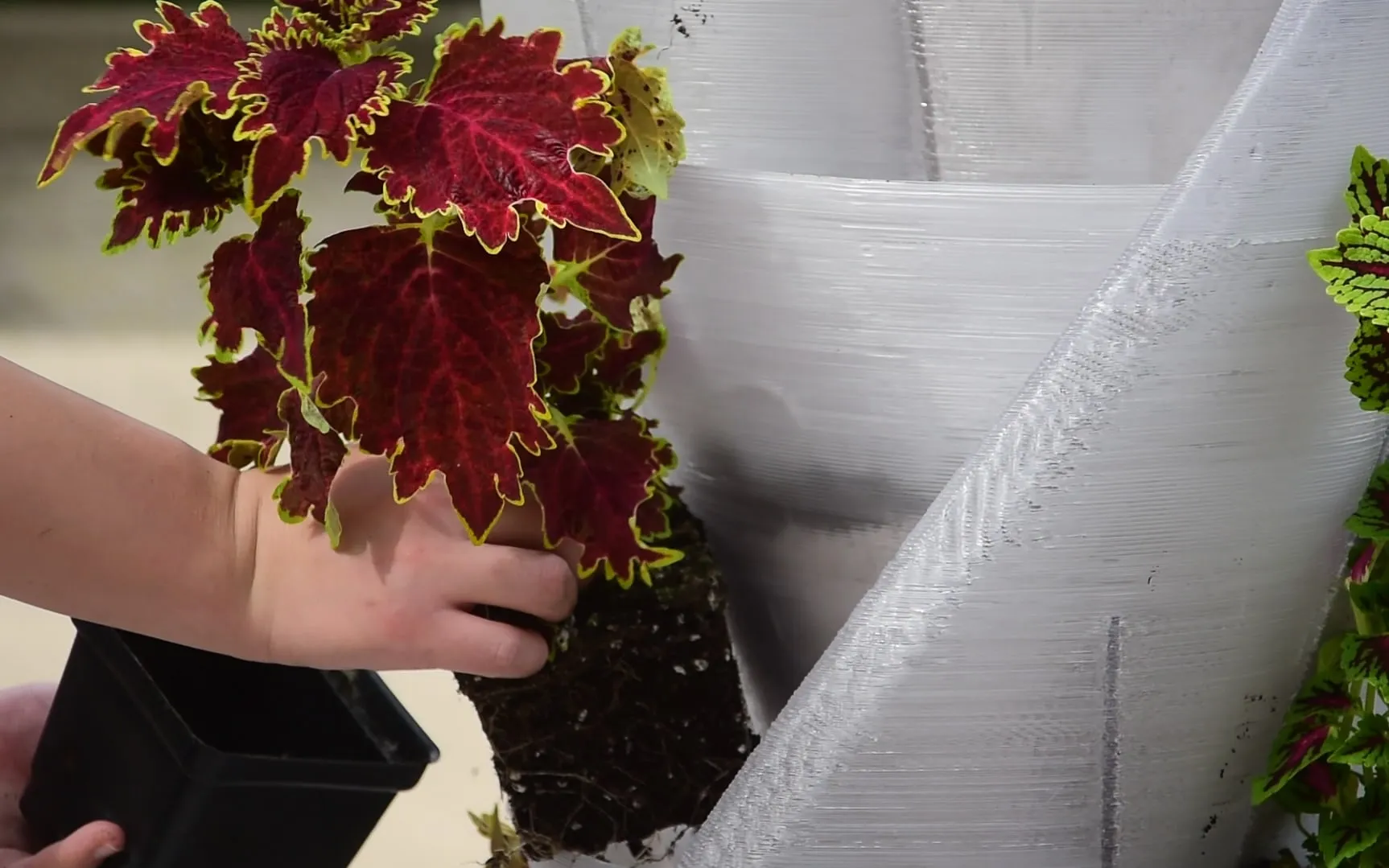 Planting a coleus into a pod